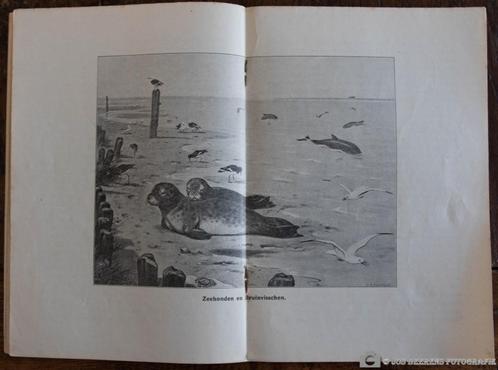 Schoolplaat boekje – Zeehonden en Bruinvisschen, Antiek en Kunst, Antiek | Schoolplaten, Natuur en Biologie, Verzenden