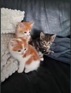 Kitten kater met half langhaar, Kater