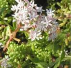 Sedum album, witte muurpeper p9, Ophalen, Bodembedekkers, Volle zon, Vaste plant