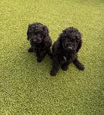 Lieve cockapoo pups, Dieren en Toebehoren, Honden | Niet-rashonden, België, Particulier, CDV (hondenziekte), 8 tot 15 weken