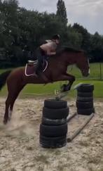 Stalhulp aangeboden, Dieren en Toebehoren, Weidegang, 4 paarden of pony's of meer