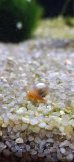 posthoornslak,Planorbella duryi met garnalen in het aquarium, Slak of Weekdier, Zoetwatervis