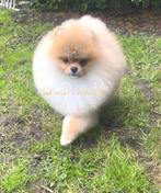 Pup Dwergkees / Pomeranian Pomeriaan (Type Boo, Teddy, Particulier, Rabiës (hondsdolheid), Buitenland, Reu