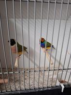 Gouldamadine koppel wildkleur natuurbroed (1), Dieren en Toebehoren, Vogels | Overige Vogels, Meerdere dieren, Geringd