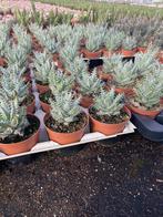 Vetplant (succulent)Aloë Erinacea origem uit droge gebieden., Vetplant, Ophalen of Verzenden, In pot, Minder dan 100 cm