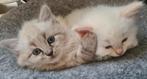 Kittens maine coon x ragdoll, Dieren en Toebehoren, Katten en Kittens | Raskatten | Langhaar, Meerdere dieren, Gechipt, 0 tot 2 jaar