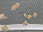 Labidochromis caeruleus Yellow/ Gele cicliden baby's, Vis