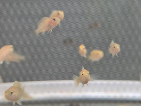Labidochromis caeruleus Yellow/ Gele cicliden baby's, Dieren en Toebehoren, Vissen | Aquariumvissen, Vis