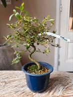 Satsuki Azalea Yukigesho Bonsai, Bloeit niet, Halfschaduw, Minder dan 100 cm, Overige soorten