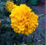 Tagetes zaden, Afrikaantjes - Gele grote bloemen, Overige soorten, Volle zon, Eenjarig, Ophalen of Verzenden