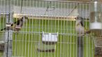 Distelvink Major putters 2024, Meerdere dieren, Wildzangvogel, Geringd