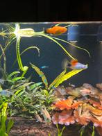 2 platy’s en 1 black molly, Vis