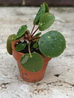 Pilea White Splash Variegata, Huis en Inrichting, Kamerplanten, Ophalen, Overige soorten, Halfschaduw, In pot