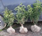 Portugese laurier 60 tm 130cm Prunus lusitanica angustifolia, Ophalen, Laurier, Haag, Minder dan 100 cm