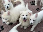Zwitserse witte herder pups, Nederland, 8 tot 15 weken, CDV (hondenziekte), Meerdere