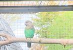 Meyer papegaai man geringd van 2023, Dieren en Toebehoren, Vogels | Parkieten en Papegaaien, Mannelijk, Papegaai, Geringd