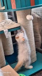 Ragdoll katertje 10 zoekt een goude mandje, Dieren en Toebehoren, Katten en Kittens | Raskatten | Langhaar, Kater