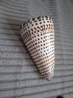 Conus 10 cm, Verzamelen, Mineralen en Fossielen, Ophalen of Verzenden, Schelp(en)