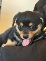 🩷🩵💙Onwijs schattige Pomteck pups!!!🩷🩵💙, Overige rassen, CDV (hondenziekte), 8 tot 15 weken, Meerdere