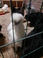 Te koop usa zijdehoender hennetjes, Dieren en Toebehoren, Vrouwelijk, Kip