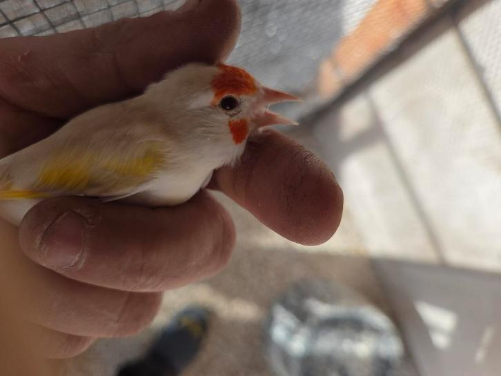 Te koop Major putters aangepaste beschrijving., Dieren en Toebehoren, Vogels | Overige Vogels, Wildzangvogel, Meerdere dieren