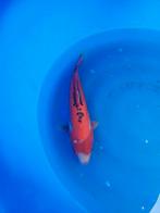 (6) Koi / Koi karper - Shusui 45 cm. Hoge kwaliteit!, Karper of Koi
