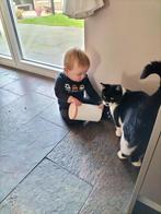 Gezellige kater 1,5 jaar, Kater, Kortharig, 0 tot 2 jaar