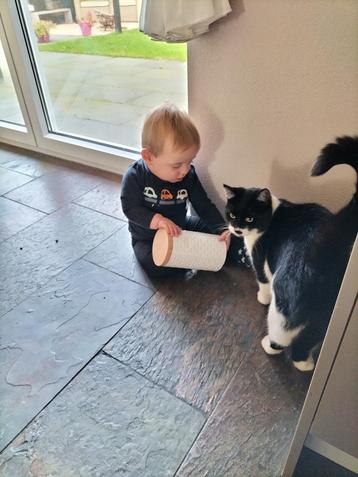 Gezellige kater 1,5 jaar  beschikbaar voor biedingen