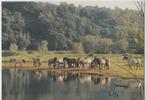 Rhenen Konik-paarden in de Blauwe Kamer Foto Tjitske Lubach, Verzenden, 1980 tot heden, Ongelopen, Utrecht