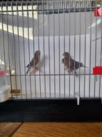 0-0-3 wildkleur kleine barmsijzen., Dieren en Toebehoren, Vogels | Overige Vogels, Meerdere dieren, Wildzangvogel, Geringd