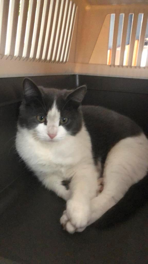 Een kittentje te koop!, Dieren en Toebehoren, Katten en Kittens | Overige Katten, Poes