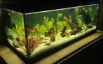 Vissenopvang Groningen, Ophalen of Verzenden, Zo goed als nieuw, Leeg aquarium