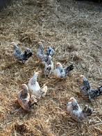 Broedeieren serama krielkippen, Dieren en Toebehoren, Pluimvee, Geslacht onbekend, Kip