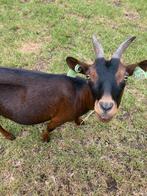 Mooie en lieve dweggeit met jong dwerggeitje, Dieren en Toebehoren, Schapen, Geiten en Varkens, Vrouwelijk, Geit