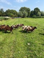 Bonte dekrammen te koop, Dieren en Toebehoren, Schapen, Geiten en Varkens, Mannelijk, Schaap