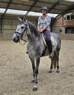 Pre merrie te koop, Dieren en Toebehoren, Merrie, B, Recreatiepaard, Gechipt