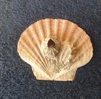 grote platte jacobs schelpen+zeepok(ken)15x13 cm Noorwegen, Verzamelen, Mineralen en Fossielen, Verzenden, Schelp(en)