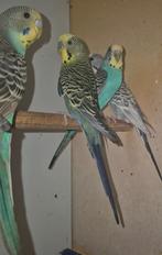 Grasparkieten, Dieren en Toebehoren, Vogels | Parkieten en Papegaaien, Meerdere dieren, Parkiet