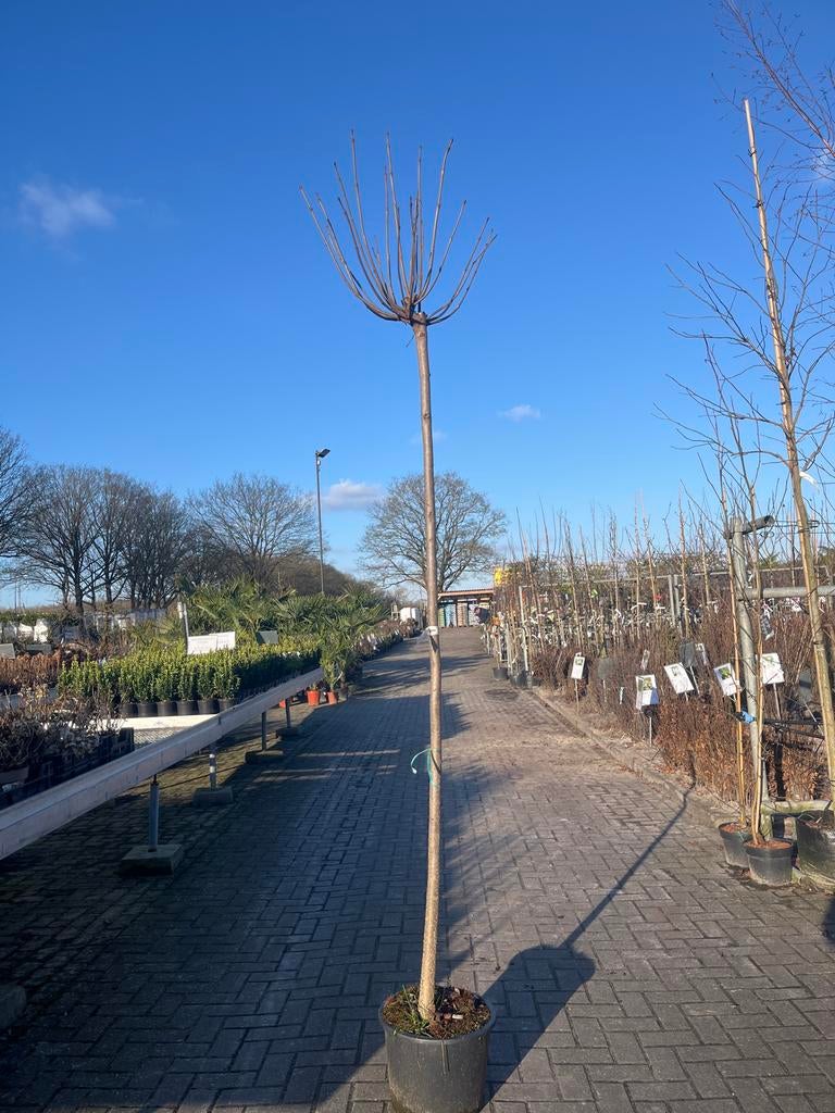 Catalpa big. Nana - Bolcatalpa, Tuin en Terras, 100 tot 250 cm, Zomer, Ophalen, Volle zon