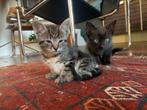 Kittens