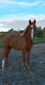 Chique jaarling v. Extreme x Belissimo, Dieren en Toebehoren, Paarden, Hengst, Minder dan 160 cm, Dressuurpaard, 0 tot 2 jaar