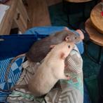 Wegens allergie 4 maanden oude tamme ratjes, Dieren en Toebehoren, Rat, April, Mannelijk, Tam