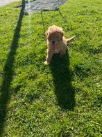Nog 1 mini labradoodle REU en mag het nest verlaten., Overige rassen, 8 tot 15 weken, CDV (hondenziekte), Meerdere