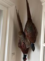 Twee opgezette fazanten (hangend, alsof net geschoten), Ophalen, Zo goed als nieuw, Vogel, Opgezet dier
