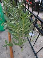 Portugese laurier 25x. Gratis ophalen., Ophalen, Laurier, 100 tot 250 cm