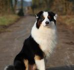 Australian Shepherd Black Tri Dekreu Getest Pups, Rabiës (hondsdolheid), Reu, Eén hond, 3 tot 5 jaar