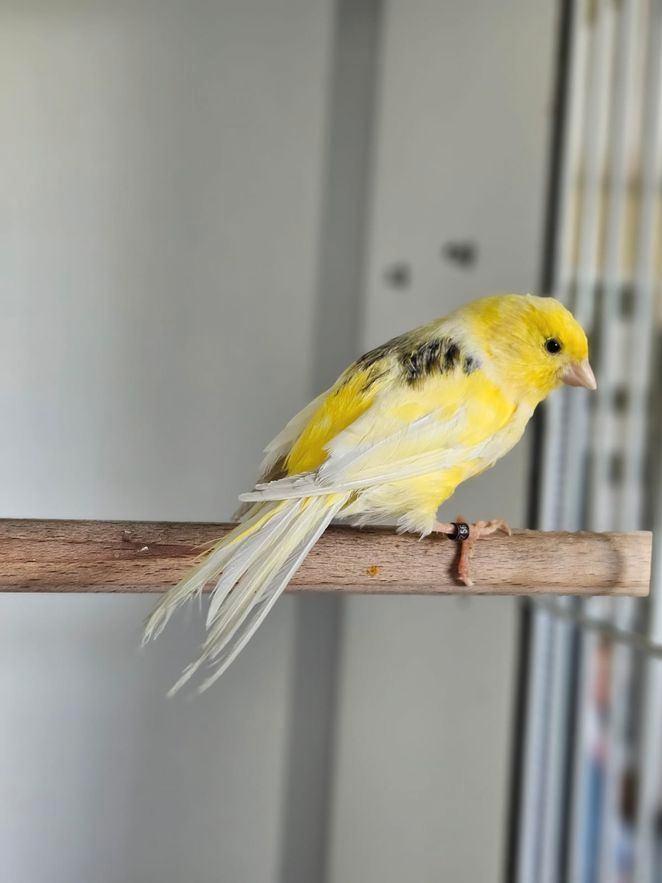 Gordon Bleu zoekt een huisje! (kanarie), Dieren en Toebehoren, Vogels | Kanaries, Kleurkanarie, Vrouwelijk