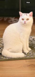 Britsekorthaar 8 maanden poes, Dieren en Toebehoren, Katten en Kittens | Raskatten | Korthaar, Poes, Gechipt