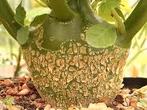 Dorstenia hildebrandtii bijzondere caudex plant, Huis en Inrichting, Kamerplanten, Minder dan 100 cm, Ophalen of Verzenden, Halfschaduw