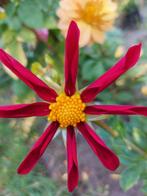 Dahlia mix zaden., Tuin en Terras, Bloembollen en Zaden, Ophalen of Verzenden, Volle zon